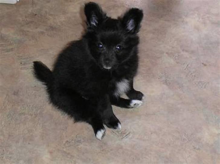 Blanding af racer Felix - Min lille bebs.. Ca 10 uger billede 2