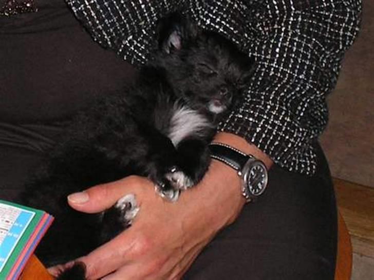 Blanding af racer Felix billede 3