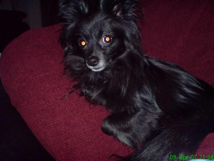 Blanding af racer Felix billede 4