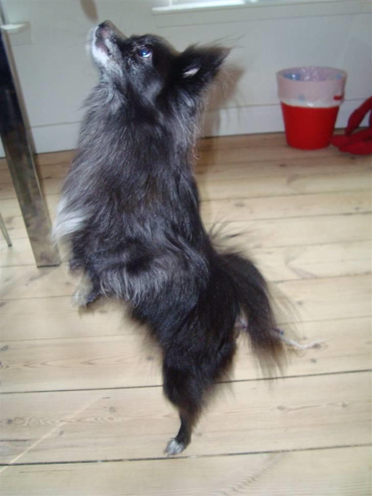 Blanding af racer Felix billede 5