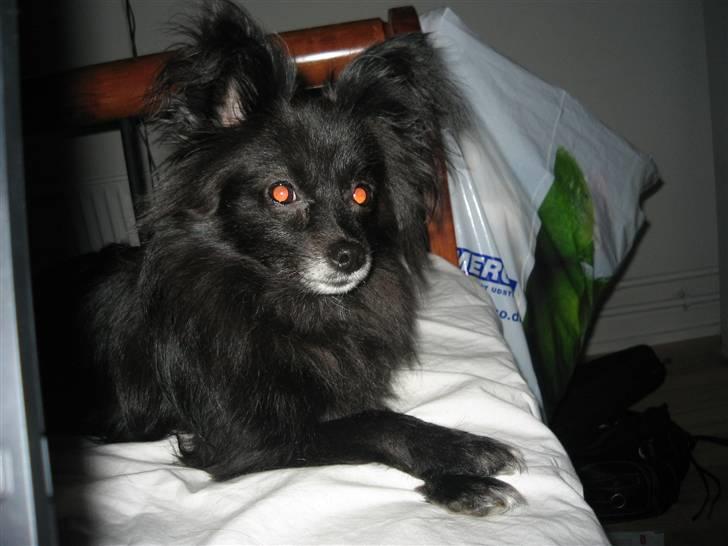 Blanding af racer Felix billede 6