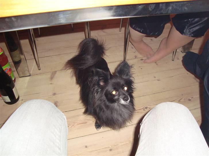 Blanding af racer Felix billede 7