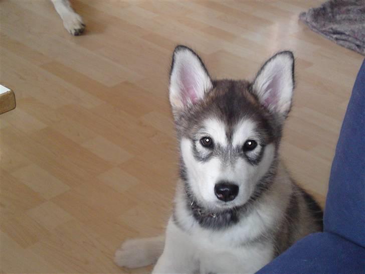 Alaskan malamute April Summer Wind billede 10