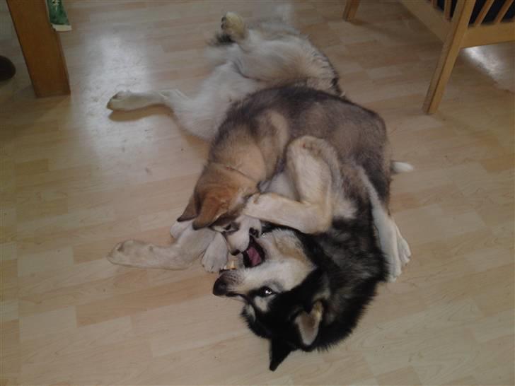 Alaskan malamute April Summer Wind billede 11