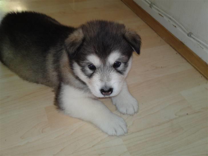 Alaskan malamute April Summer Wind billede 12