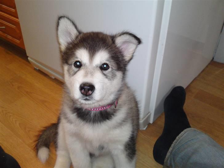 Alaskan malamute April Summer Wind billede 13