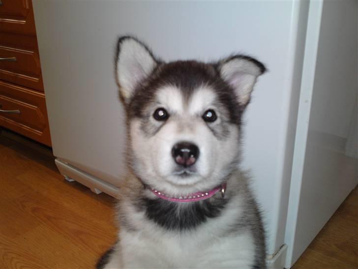 Alaskan malamute April Summer Wind billede 14