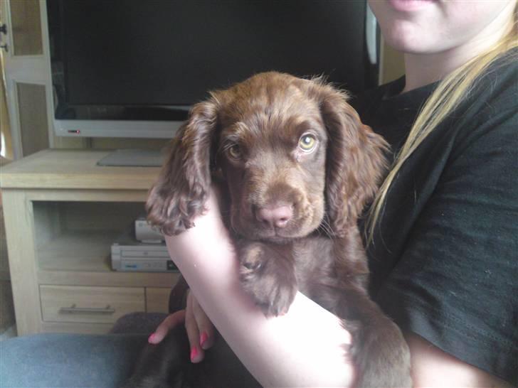 Cocker spaniel Bella billede 1