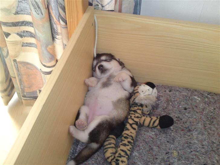 Alaskan malamute April Summer Wind billede 15