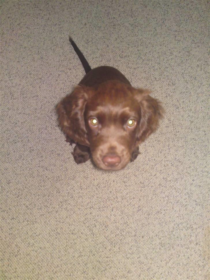 Cocker spaniel Bella billede 2