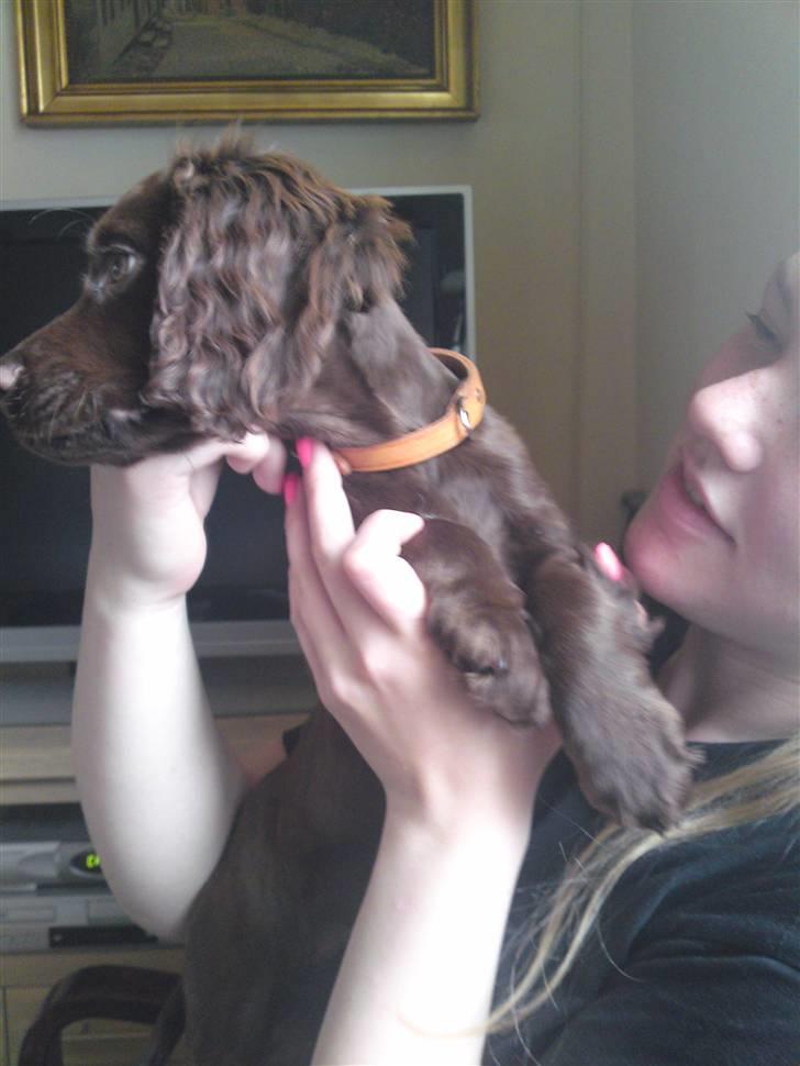 Cocker spaniel Bella billede 3