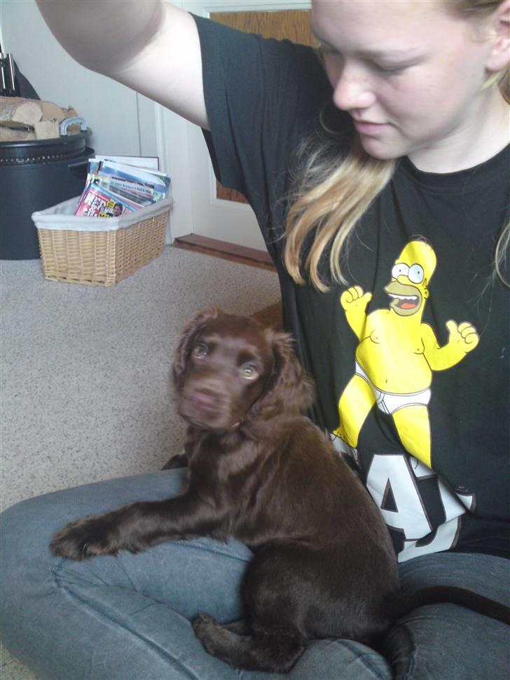 Cocker spaniel Bella billede 4