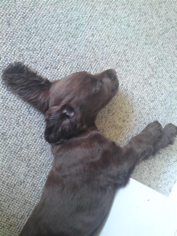 Cocker spaniel Bella billede 5