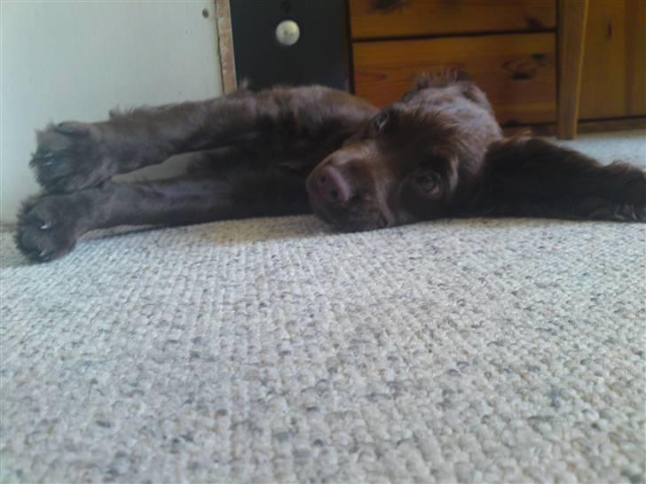 Cocker spaniel Bella billede 6