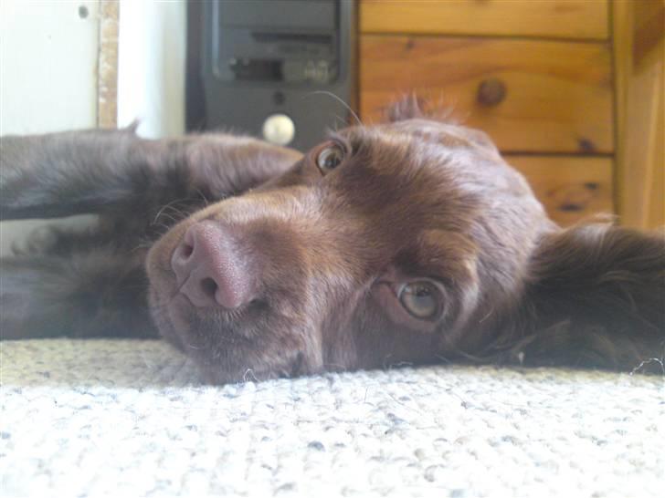 Cocker spaniel Bella billede 7