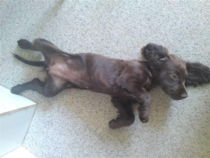 Cocker spaniel Bella billede 8