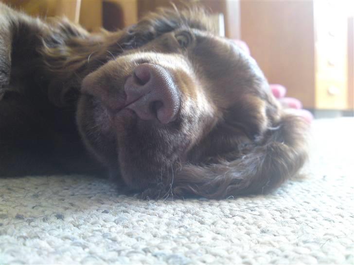 Cocker spaniel Bella billede 9