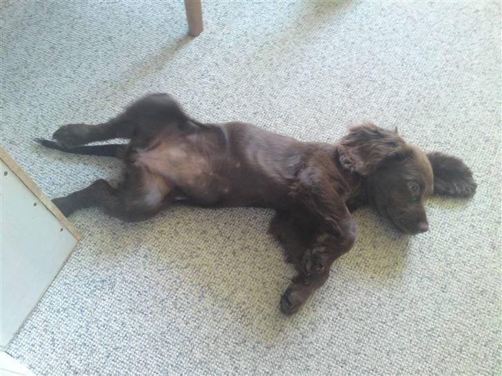 Cocker spaniel Bella billede 10