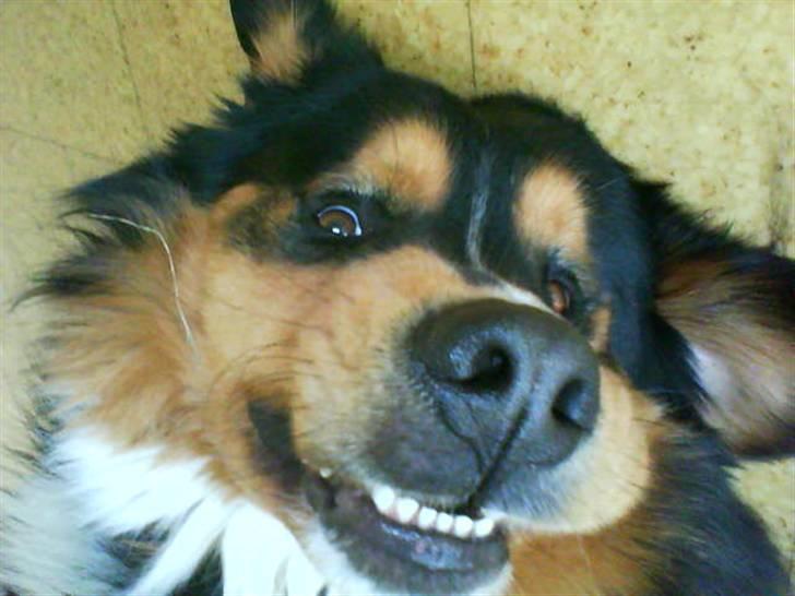 Berner sennenhund :D Bamse :D  - SMIIIIIIL Til Fotografen ;D <3 billede 11