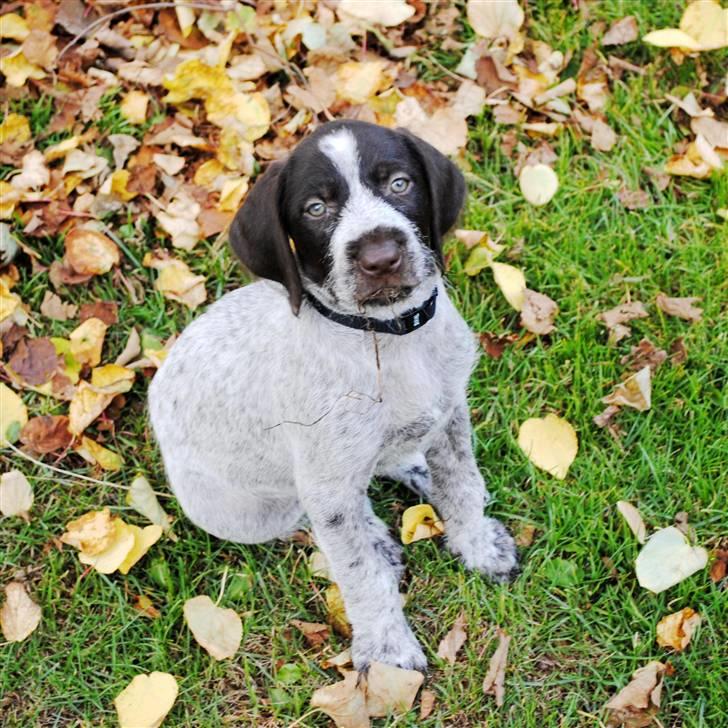Ruhåret hønsehund Gaia ( SOLGT) - Hej jeg hedder Gaia velkommen til min profil billede 1