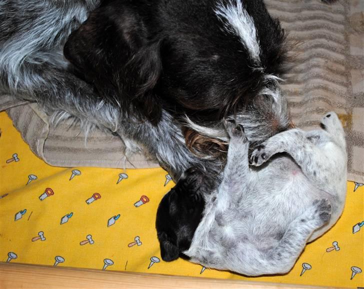 Ruhåret hønsehund Gaia ( SOLGT) - Her er jeg ikke mange dage gammel. billede 2