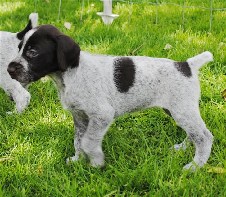 Ruhåret hønsehund Gaia ( SOLGT) - I haven for første gang, 4 uger gammel billede 3