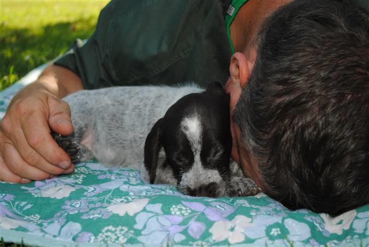 Ruhåret hønsehund Gaia ( SOLGT) - Efter sådan en ny oplevelse er det rart atsove i min menneskefars trygge arm billede 4