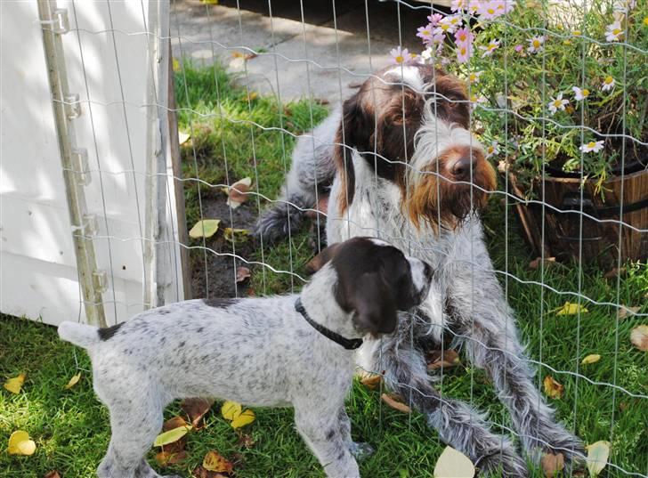 Ruhåret hønsehund Gaia ( SOLGT) - Min mor ligger på den anden side af hegnet, hvordan mon man kommer der ud ?? billede 5