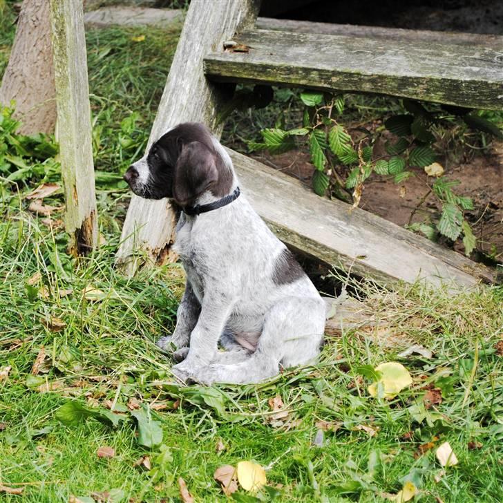 Ruhåret hønsehund Gaia ( SOLGT) - Hvad mon der foregår der over? billede 6