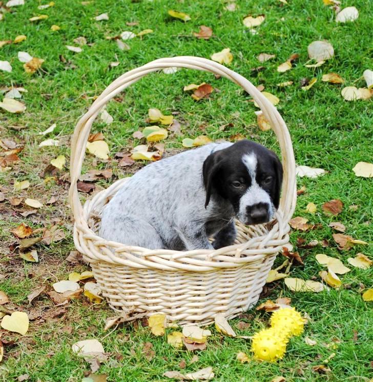 Ruhåret hønsehund Gaia ( SOLGT) - Nu sidder jeg lige og hygger i kurven billede 7