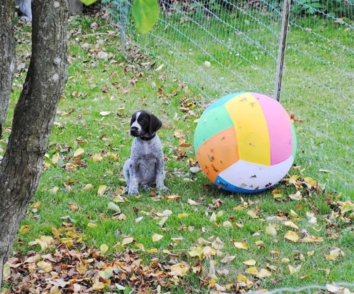 Ruhåret hønsehund Gaia ( SOLGT) - Lille hund stor bold billede 8