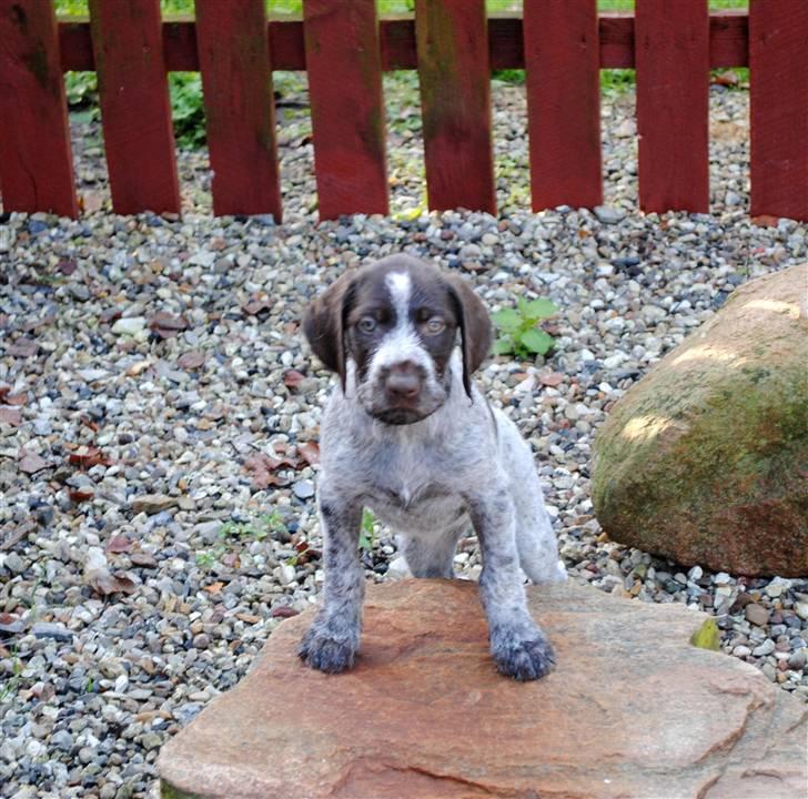Ruhåret hønsehund Gaia ( SOLGT) - Jeg kan da godt ligne en kamphund hvis det skulle være. billede 9