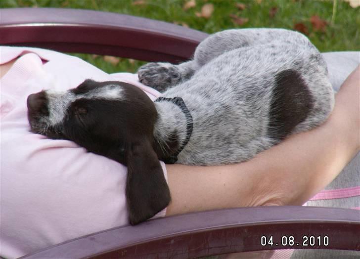 Ruhåret hønsehund Gaia ( SOLGT) - Elsker at ligge i arm hos min menneskemor billede 10