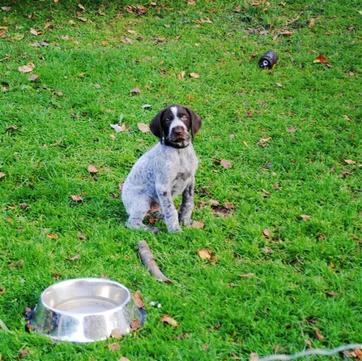 Ruhåret hønsehund Gaia ( SOLGT) billede 11