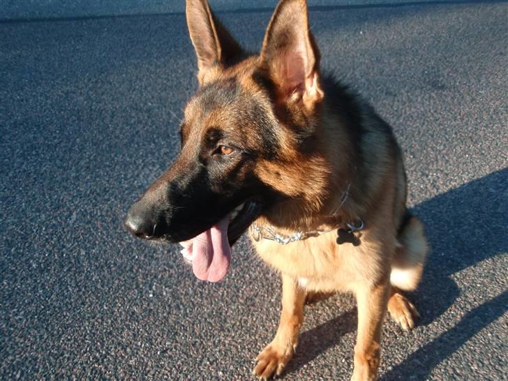 Schæferhund Dalton billede 2