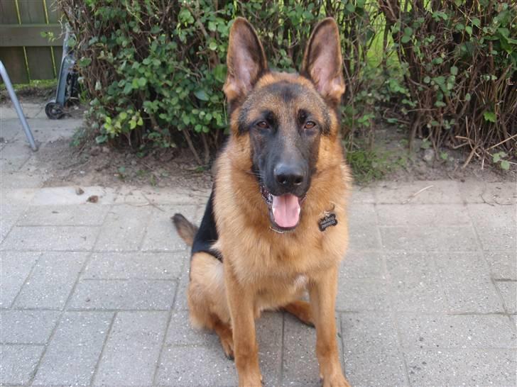 Schæferhund Dalton billede 3