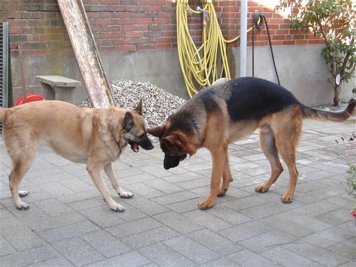 Schæferhund Dalton billede 4