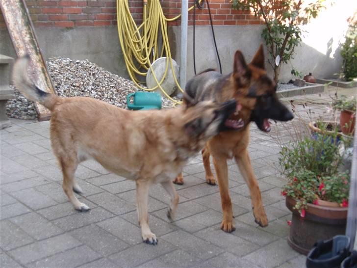 Schæferhund Dalton billede 5