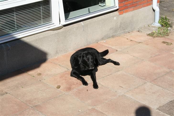 Blanding af racer Valde - 1/9-2010 billede 10