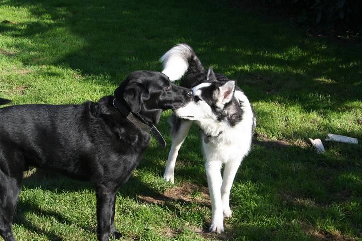 Blanding af racer Valde - 1/9-2010 billede 11