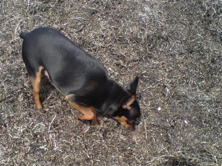 Prazsky krysarik Freja billede 10