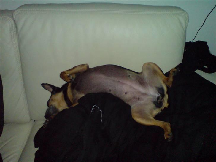 Prazsky krysarik Freja billede 11