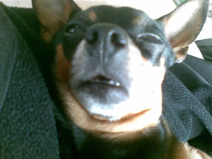 Prazsky krysarik Freja billede 12