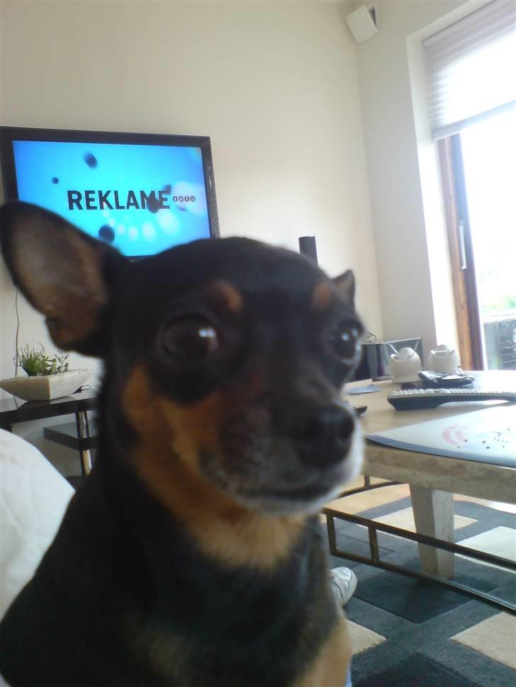 Prazsky krysarik Freja billede 13