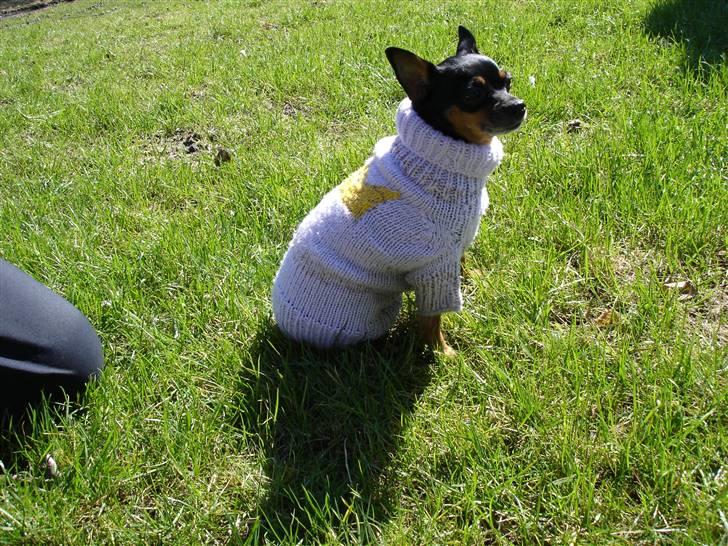 Prazsky krysarik Freja billede 14