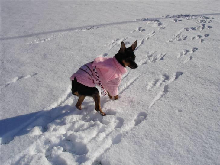 Dvaergpinscher Mille billede 8