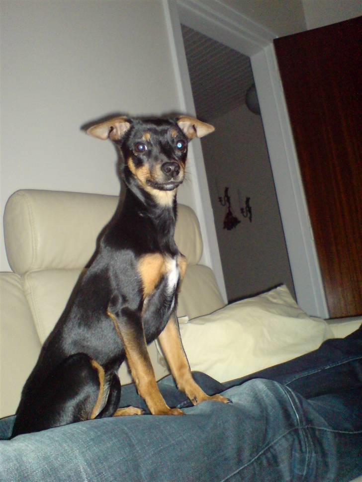 Dvaergpinscher Mille billede 9