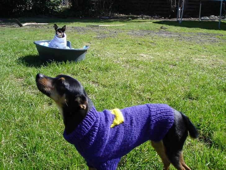 Dvaergpinscher Mille billede 10