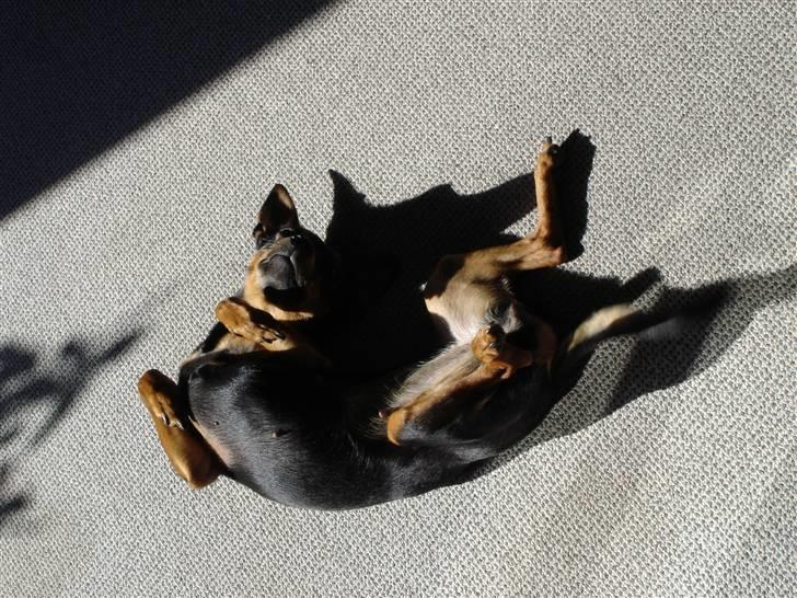 Dvaergpinscher Mille billede 11