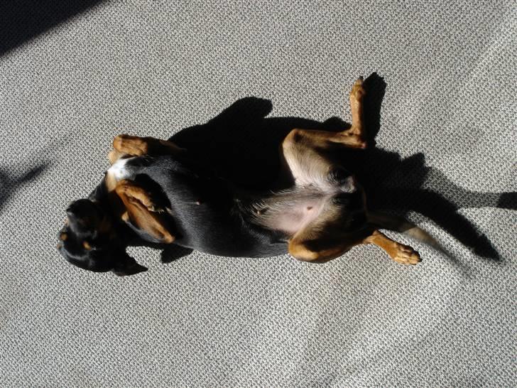 Dvaergpinscher Mille billede 12